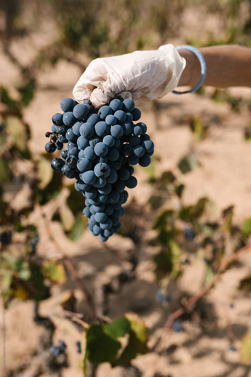 Farmer in gloves demonstrating grapes