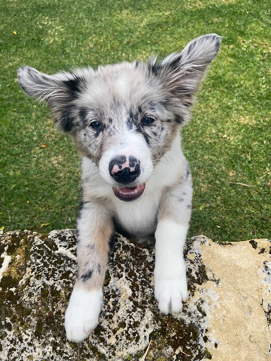 Excited Australian Shepherd Border Collie puppy