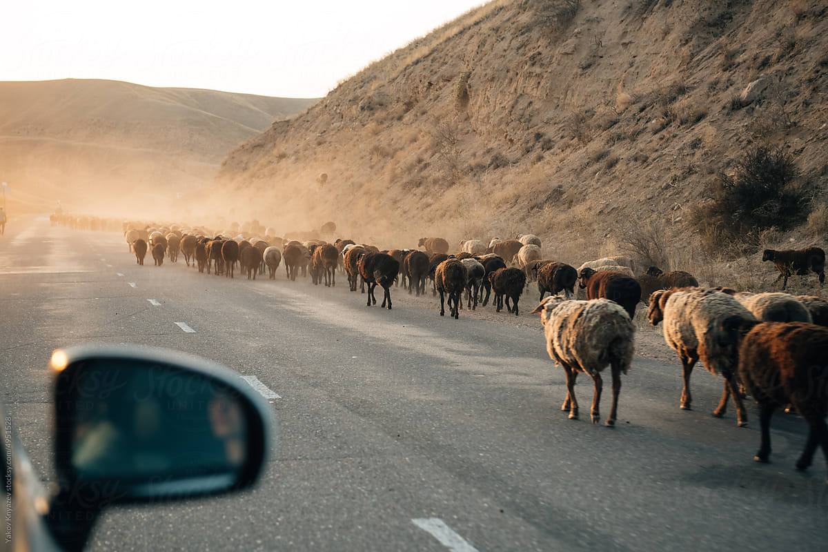 large herd of sheep seen through the car window