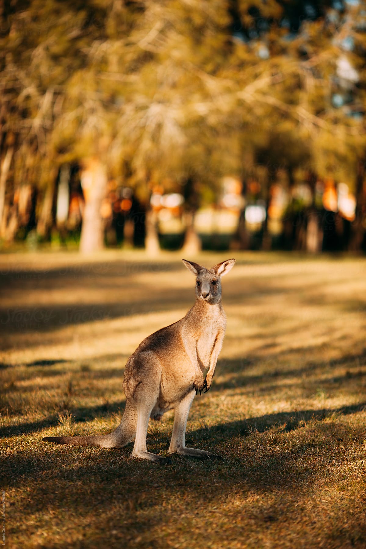 Wild Australian Kangaroo in the forest