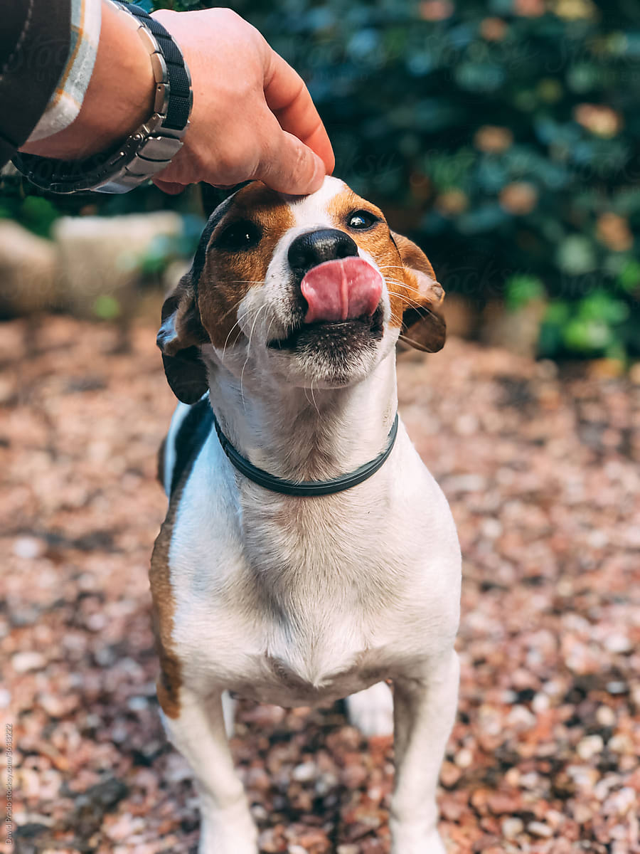 Crop unrecognizable man stroking adorable Jack Russell Terrier in park