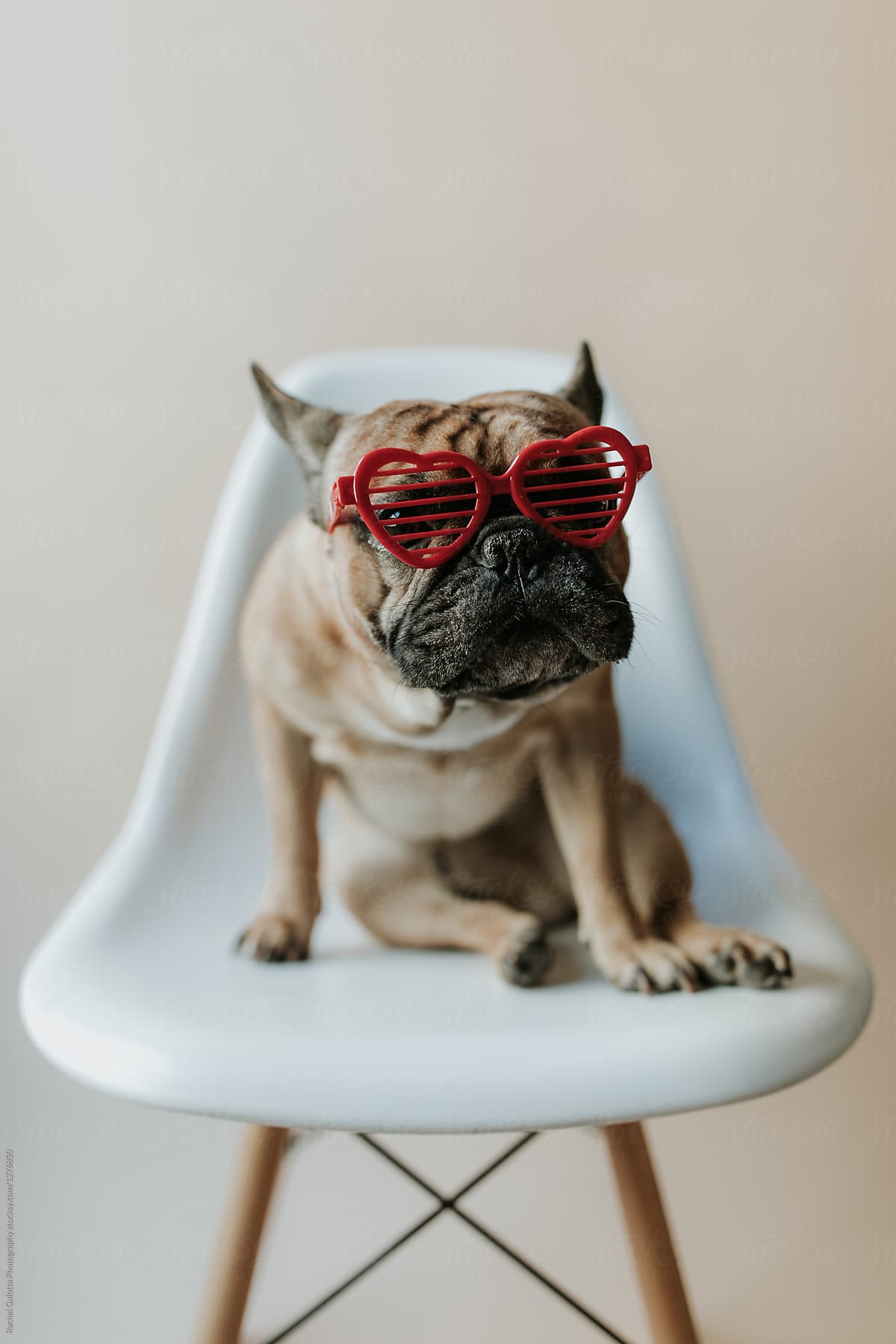 French Bulldog Puppy Dog Sitting on an Eames Chair Wearing Heart Sunglasses for Valentine\'s Day