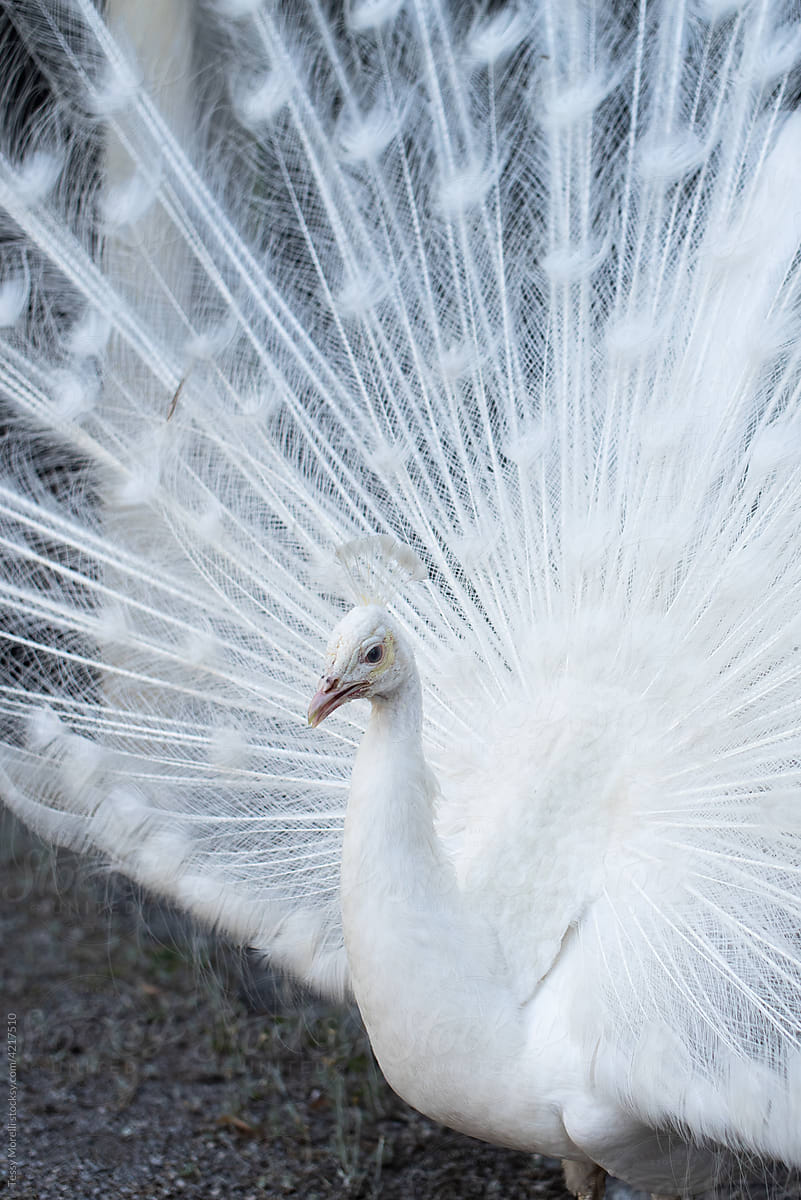 Diverse and unique white peacock portrait