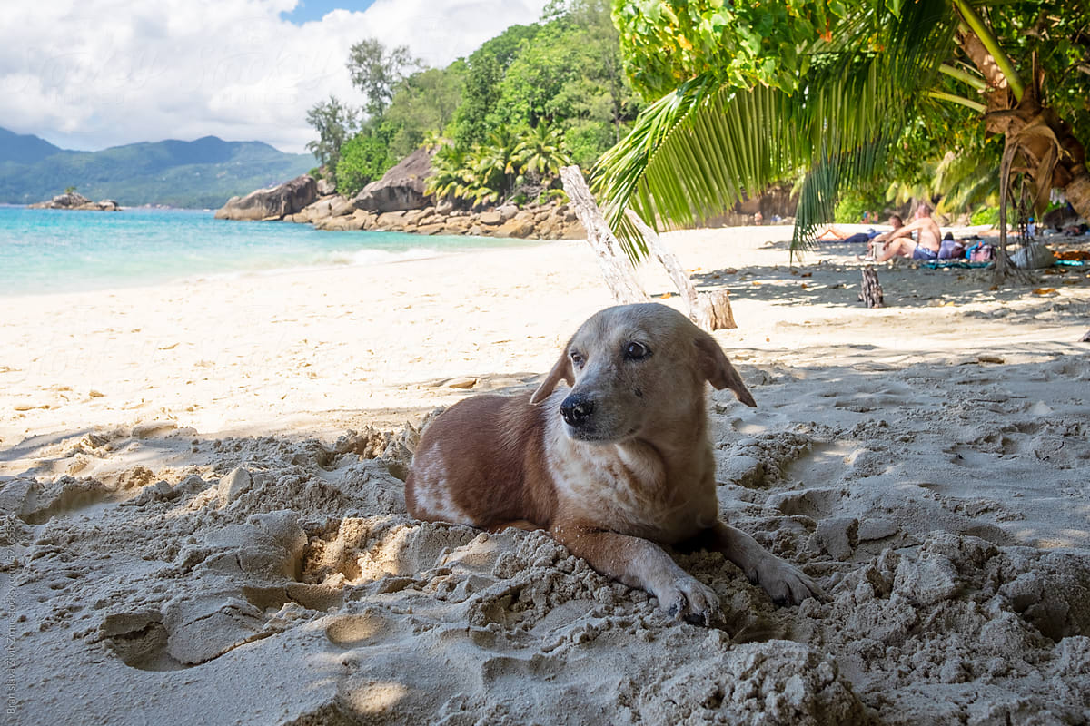 Dog lying on the beach on a hot summer day in Seychelles