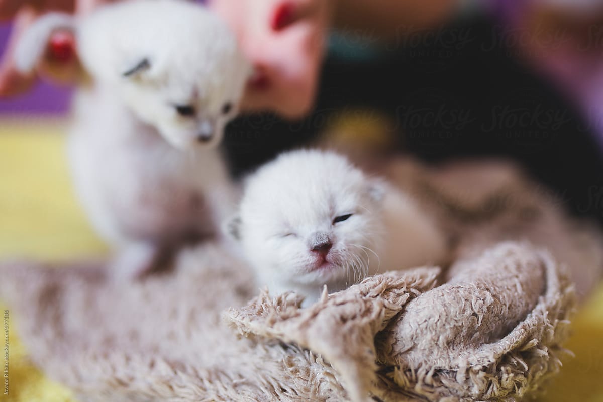 newborn siamese kittens
