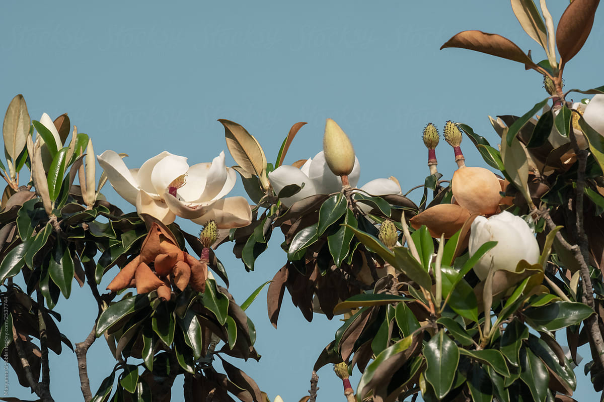 Magnolia Flowers and Blue Sky