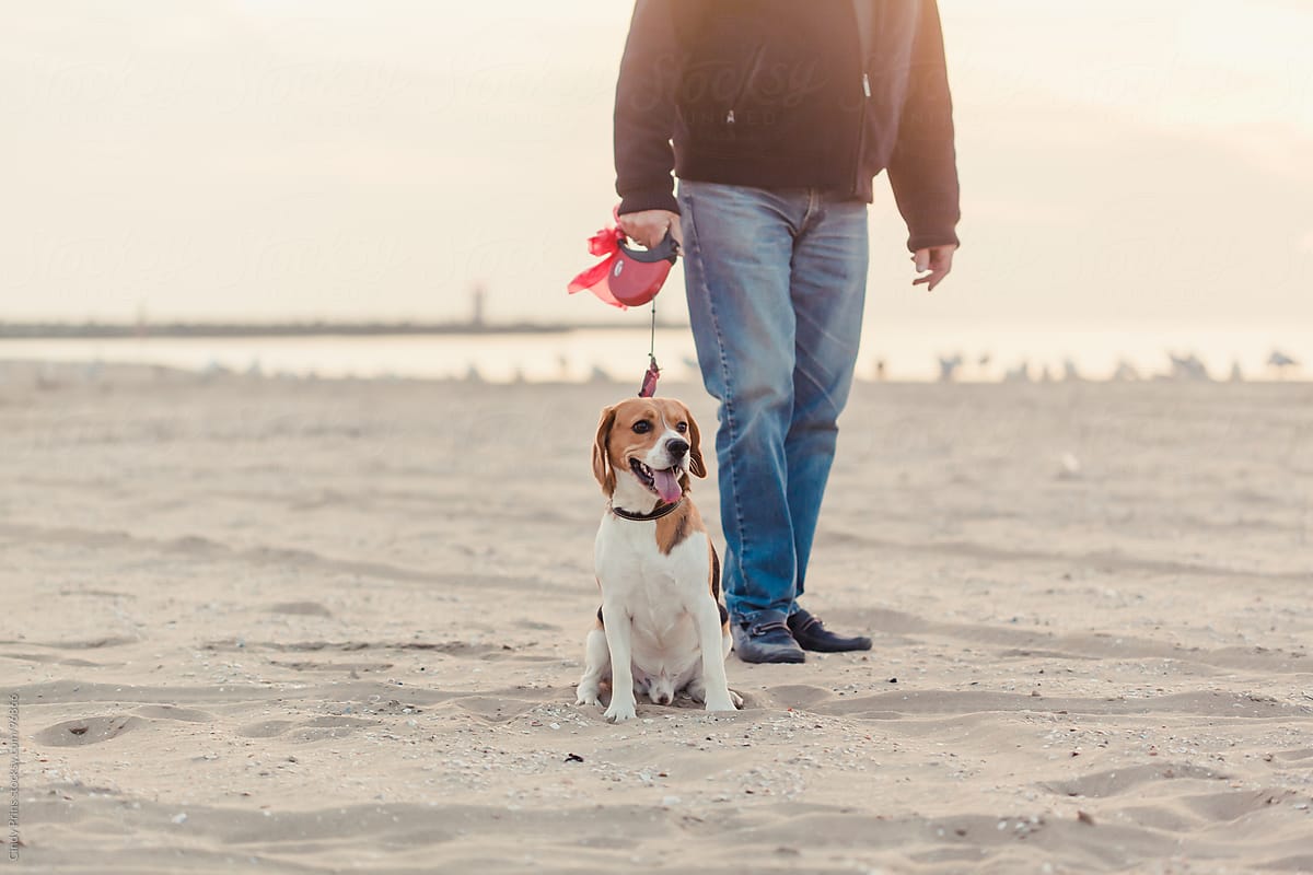 A beagle dog on a leash with a man\'s legs in jeans on the beach