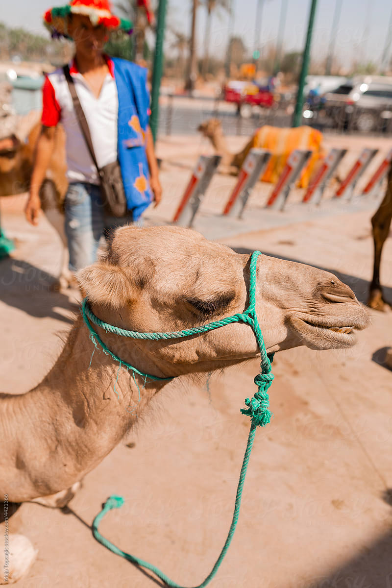 Camel on the streets of Marrakech