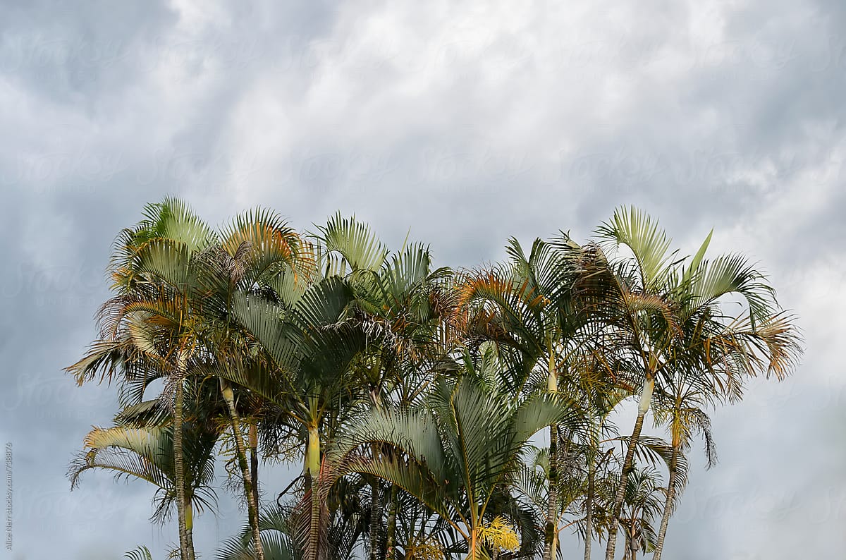 Bunch of palm trees and cloudy sky