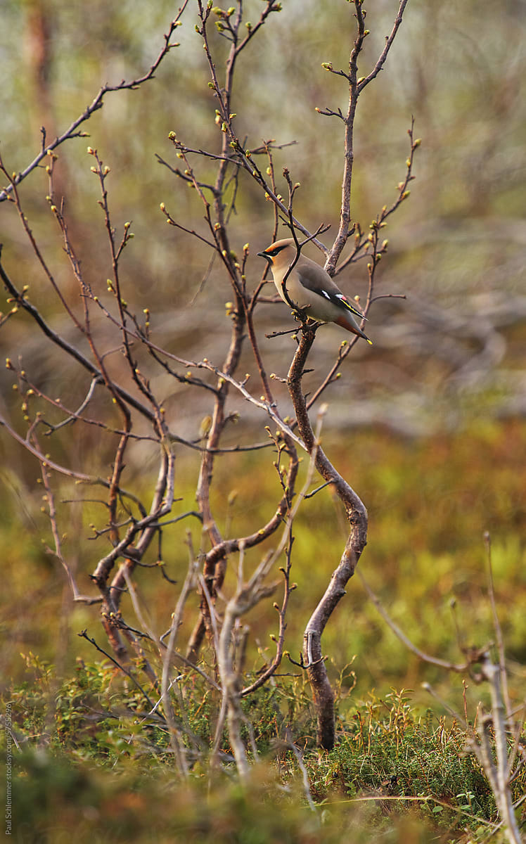 Small bird (bohemian waxwing) perching on a branch in a birch forest