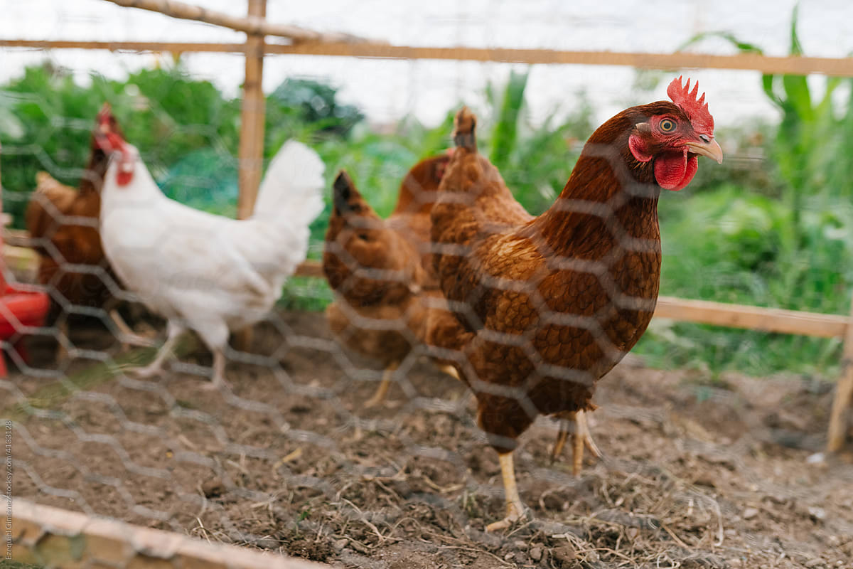 Hens in enclosure in village