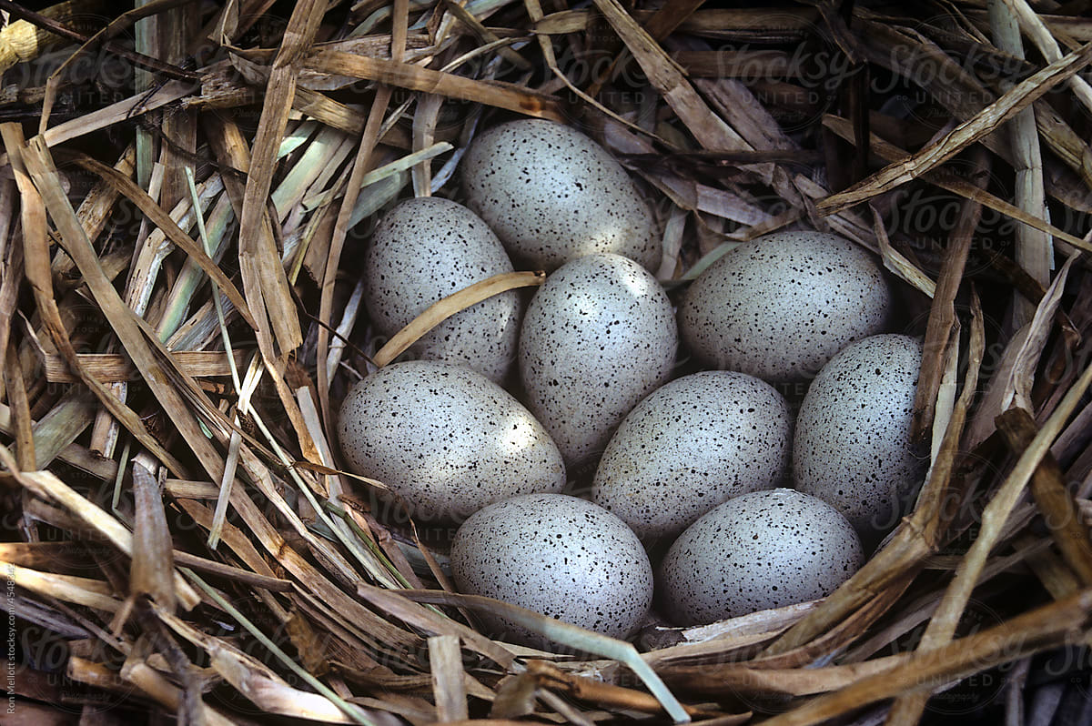 American coot egg nest outdoors nature closeup