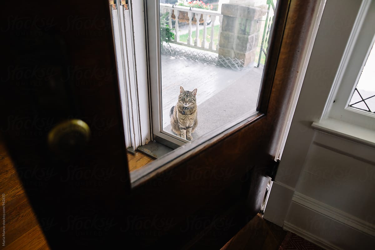 cat waiting to come inside home
