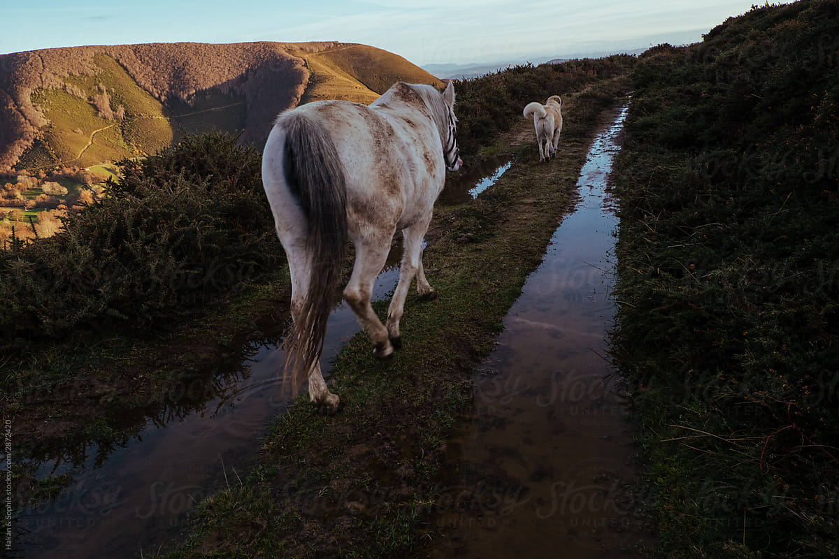 A white horse follows a white dog on a mountain path