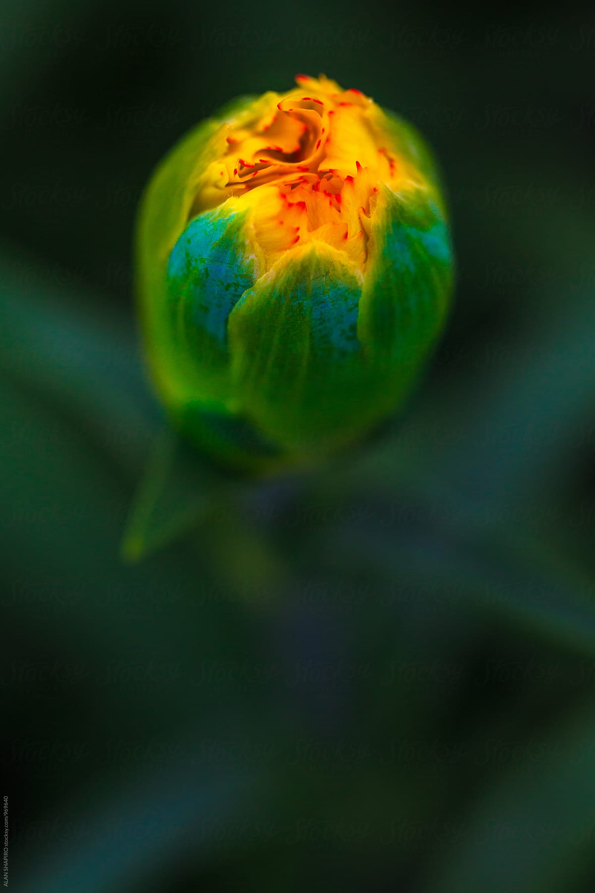 earth day flower