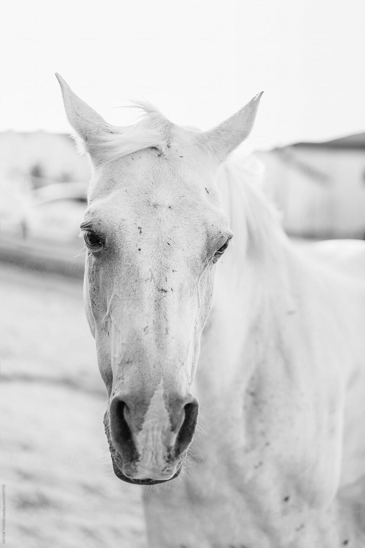 Old white horse with scars on its face