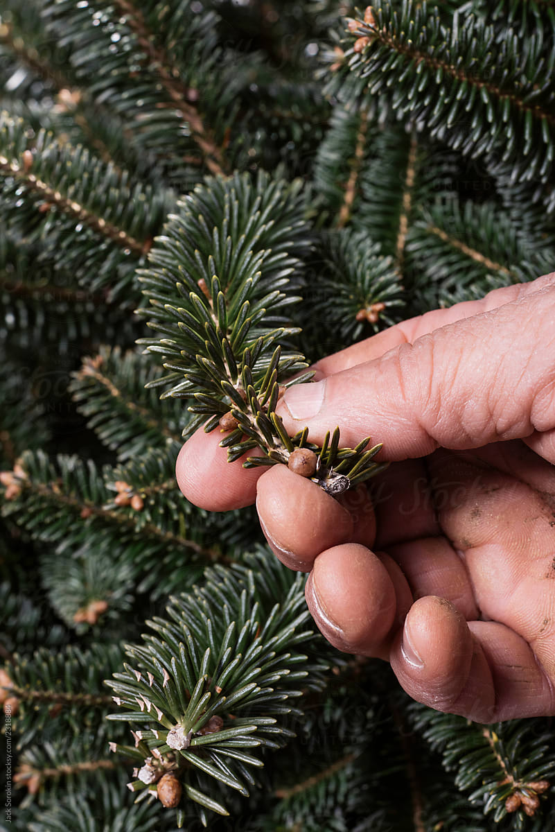 Close up of a Farmer handling a Christmas Tree