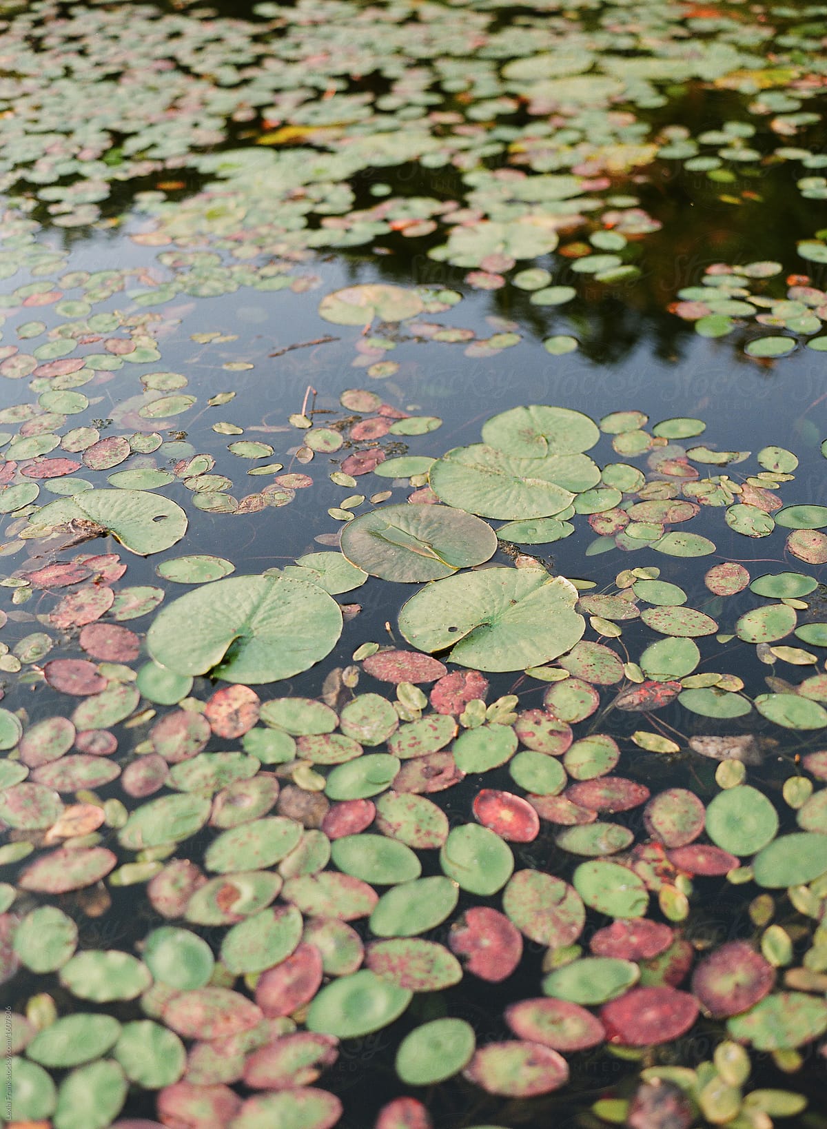 lily pads on lake 3