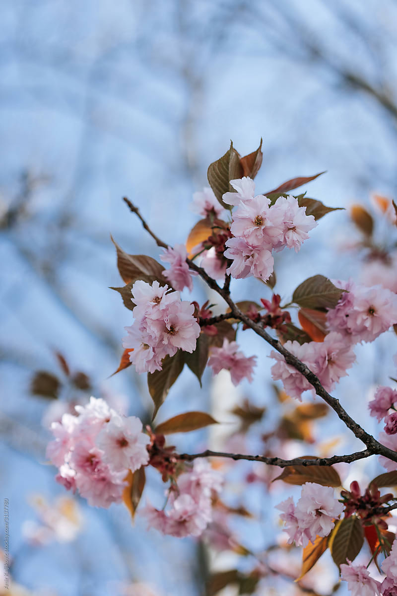 Branches of a tree with pink spring blossom