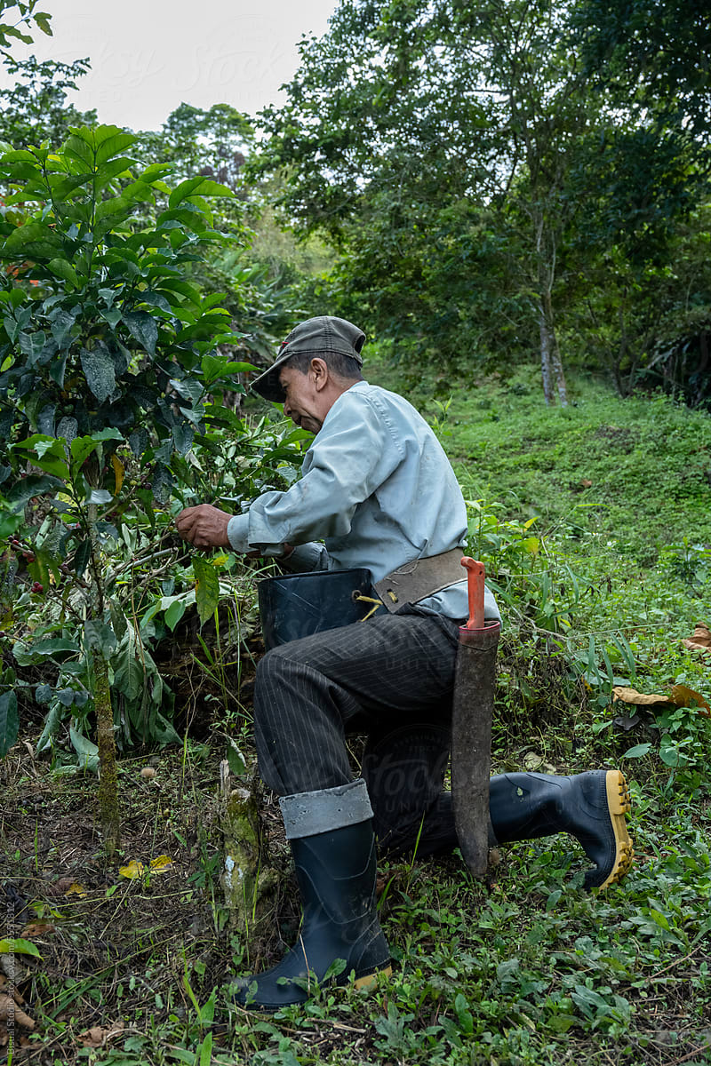 A Male Farmer Harvesting Organic Coffee