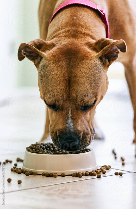 Large Dog Eating Bowl Of Food