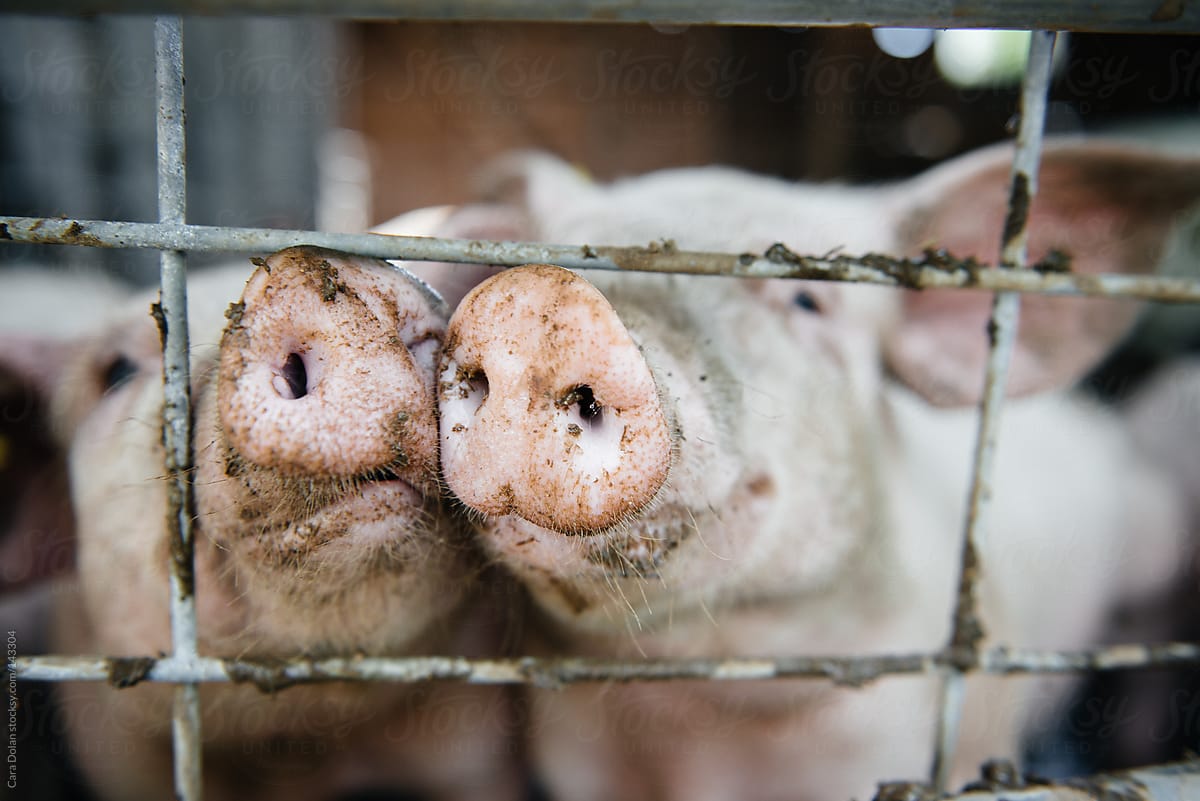 Farm pigs stick their snouts through the fence