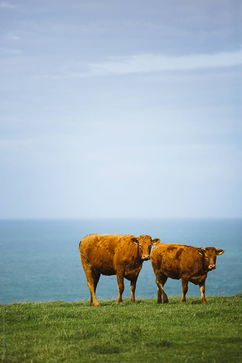 Cows on a cliff