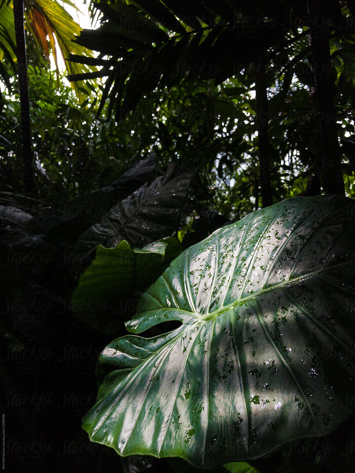 Shaded leaf in tropical environment