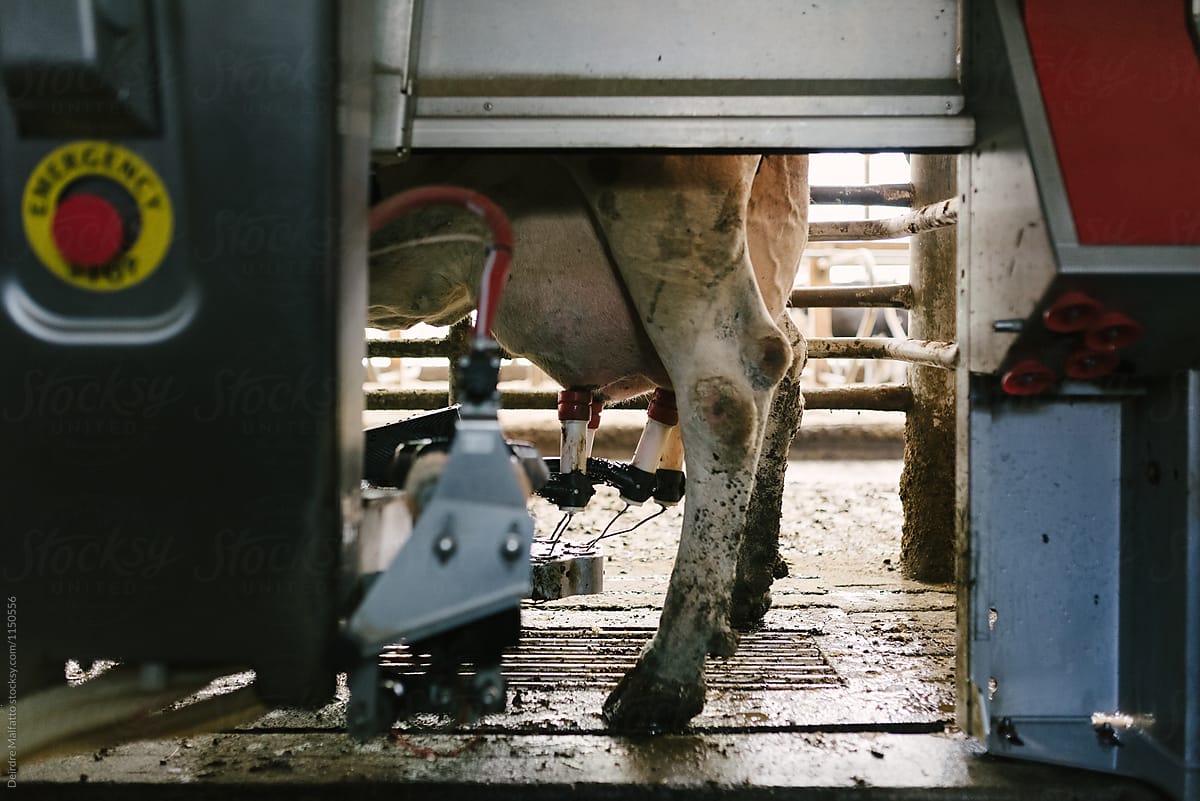 robot milking a cow