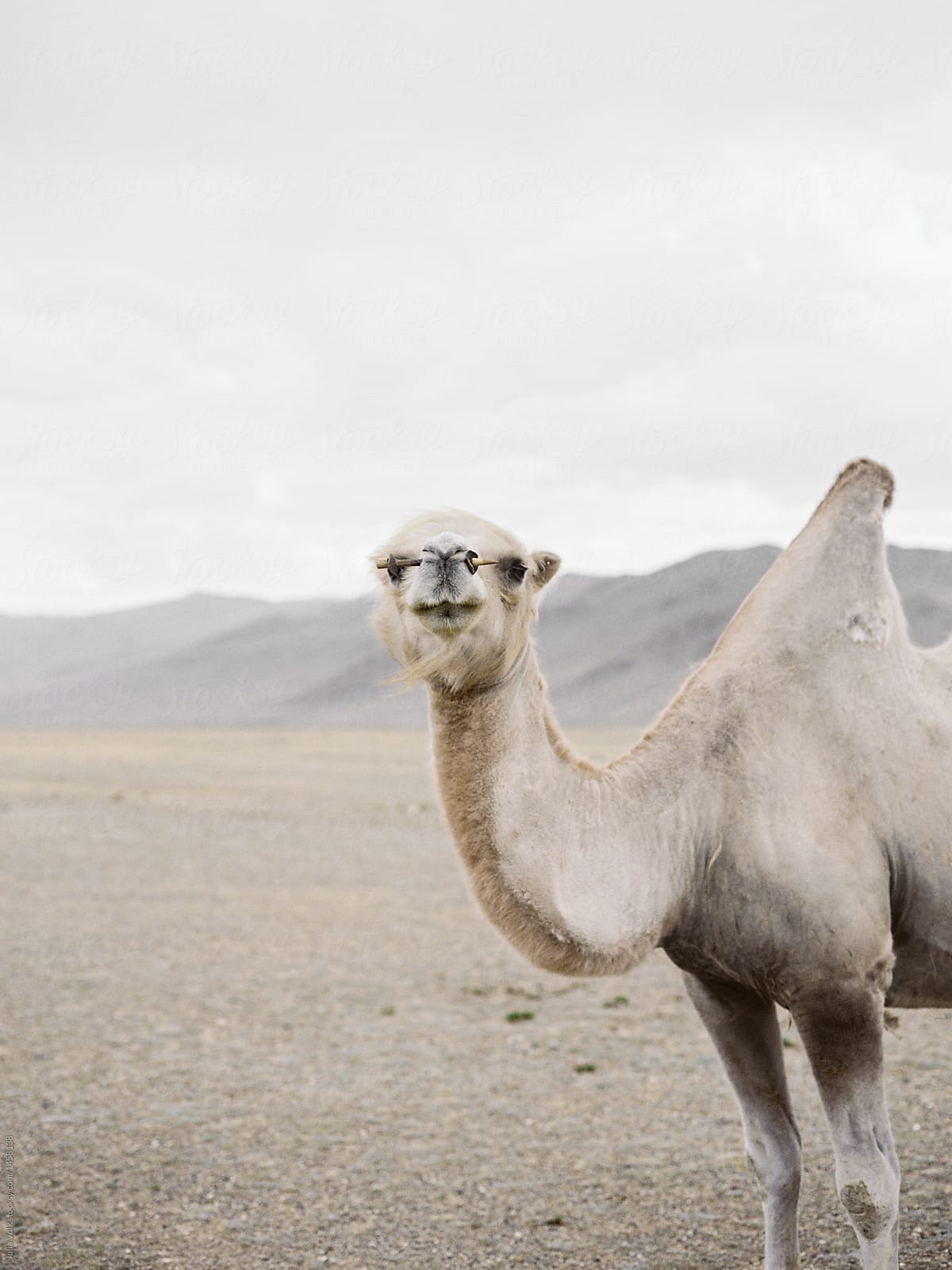 Camel in plain looking at camera