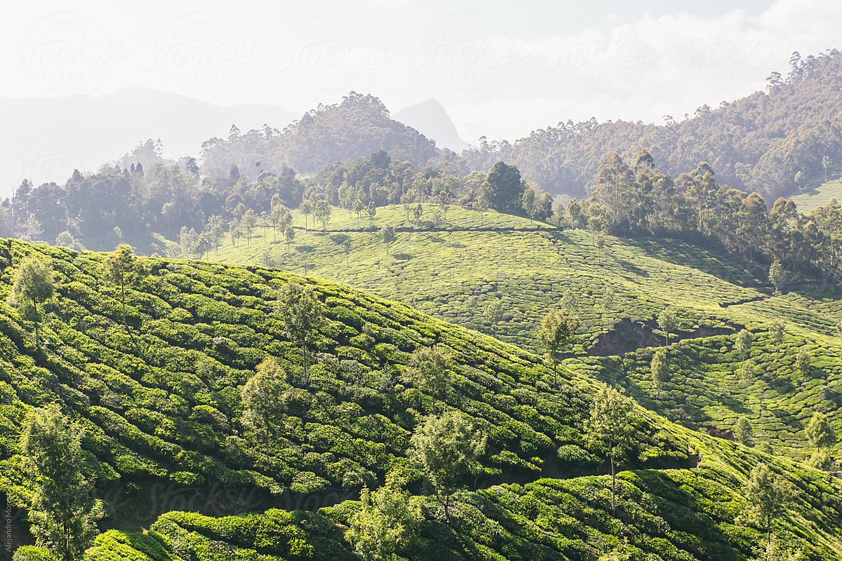 Tea garden plantation landscape on green hills. Munnar, Kerala, India