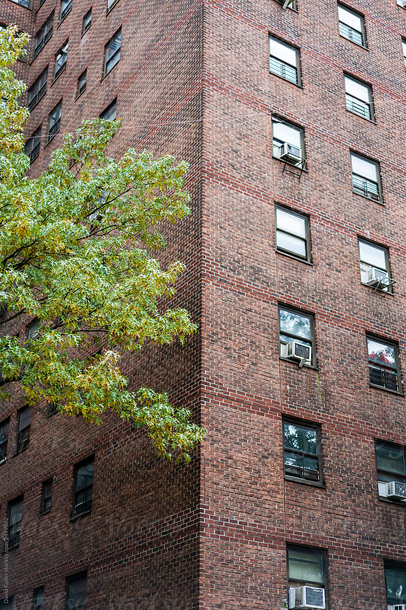 A green tree juxtaposed against a housing unit in nyc