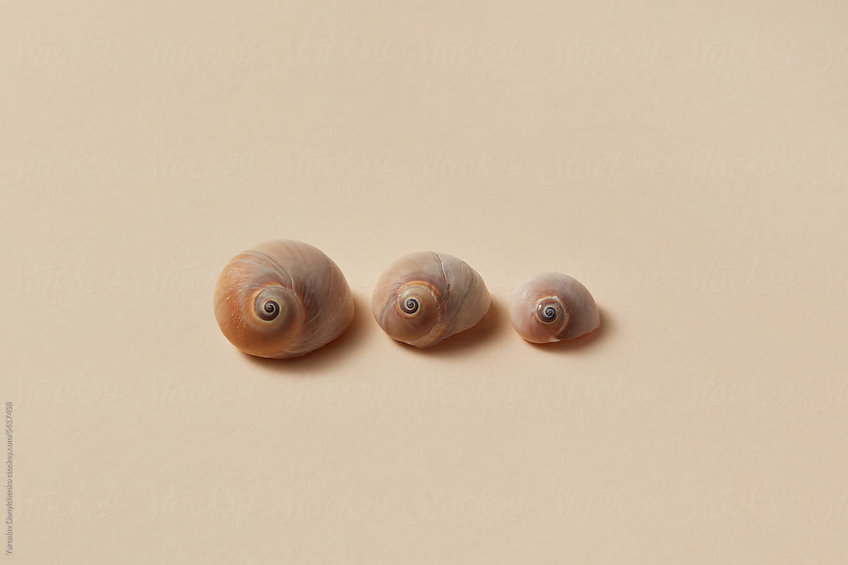 Three brown sea shell in a row of different sizes.