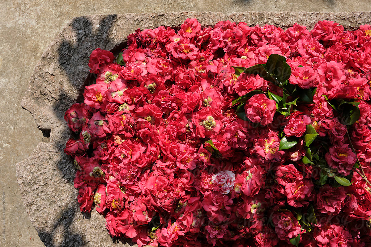 Freshly picked camellias spread to dry on the stone table in garden
