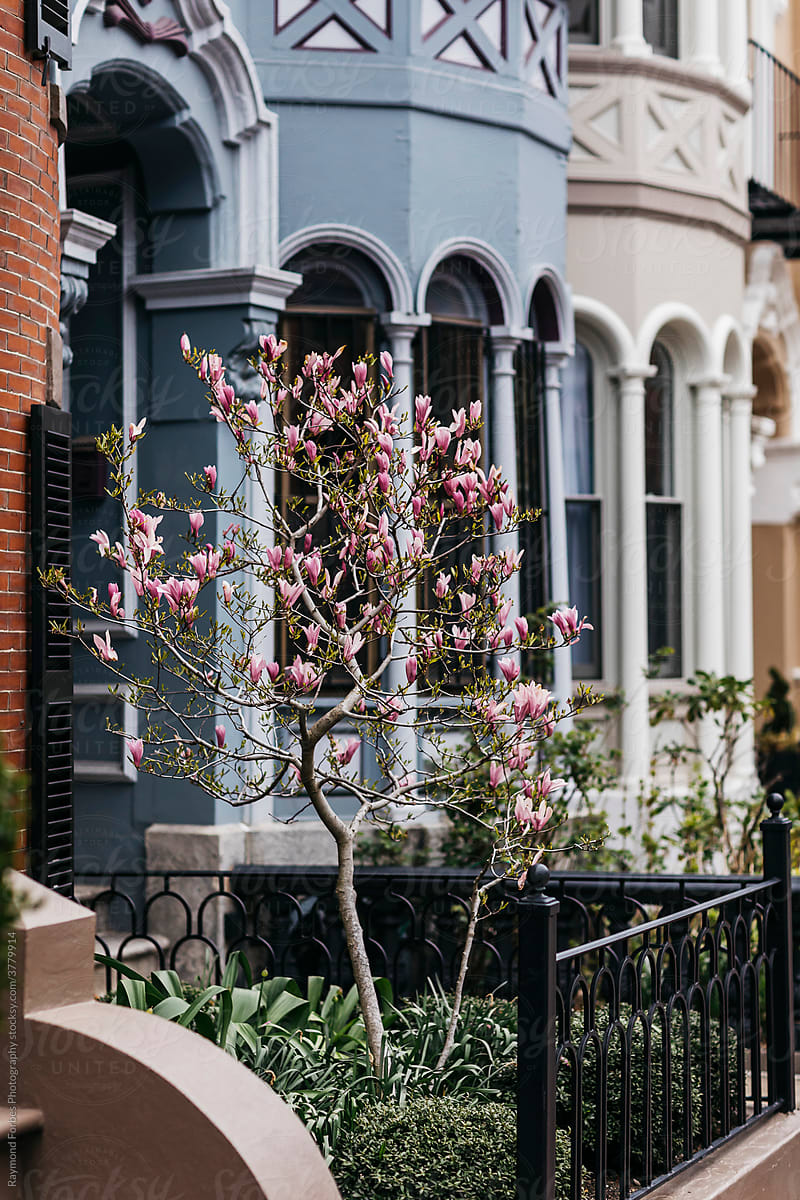 Boston Brownstones Architecture with Magnolia blooms