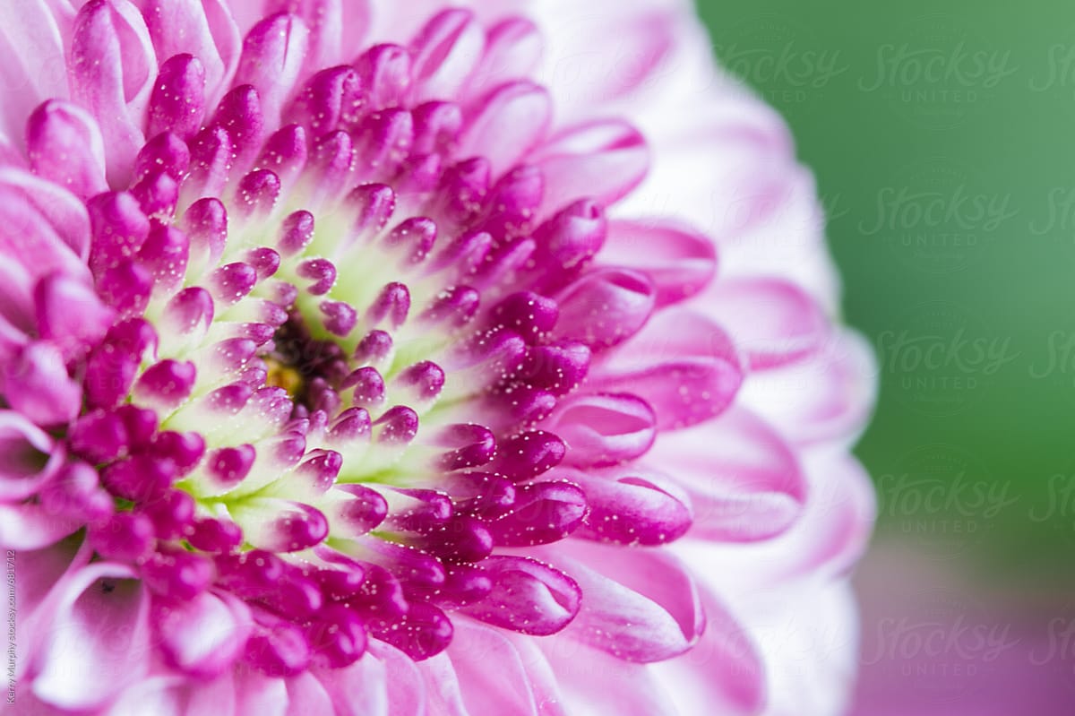 Macro of off center vibrant pink flower
