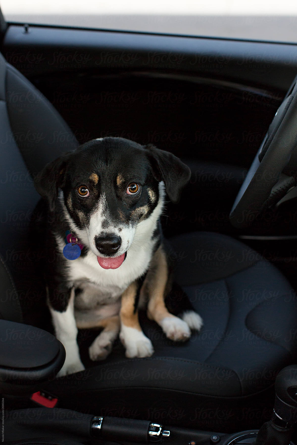 portrait of dog sitting in a car