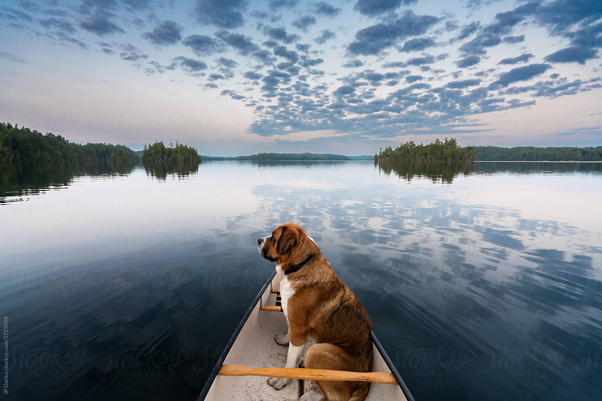 Large Dog in Canoe on Northern Wilderness Lake
