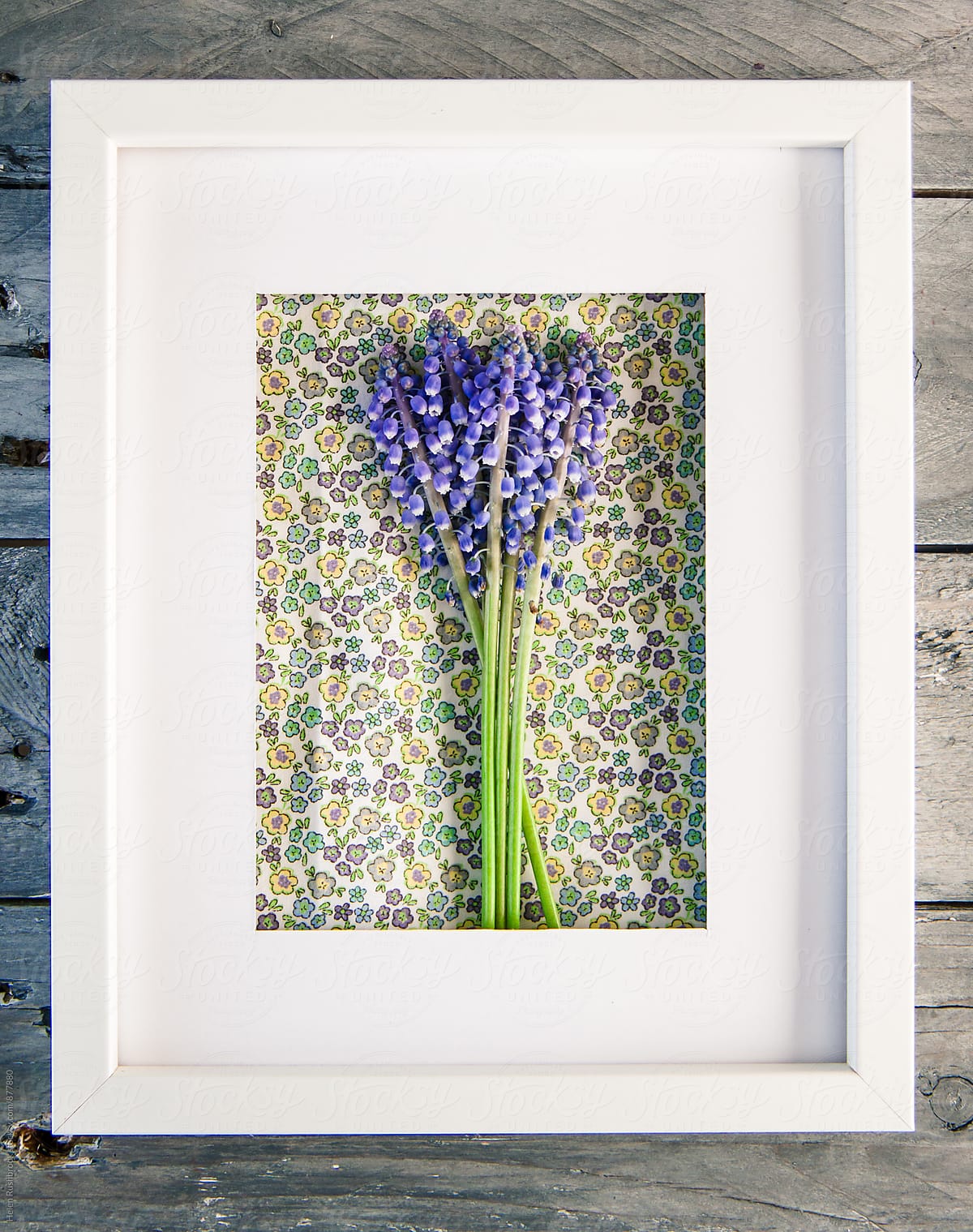 Grape Hyacinths and pretty fabric in a white frame