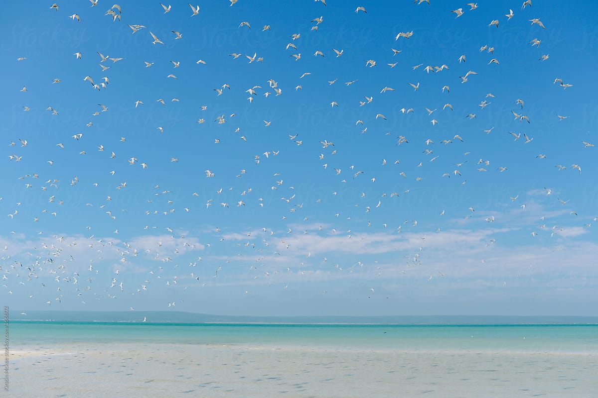 Birds flying above a beach
