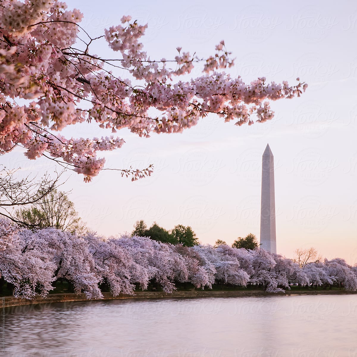 Cherry Blossom Sunrise With The Washington Monument