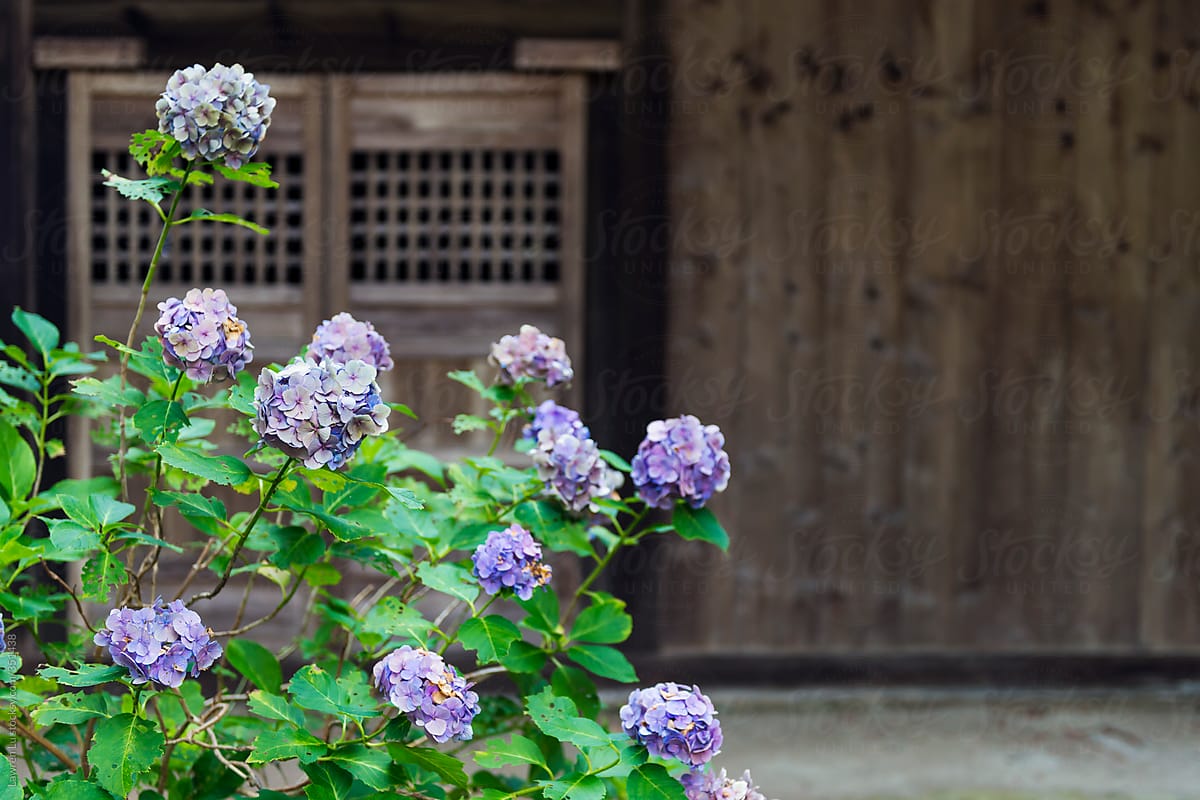 Purple hydrangea blooming in front of a traditional Japanese wooden house.