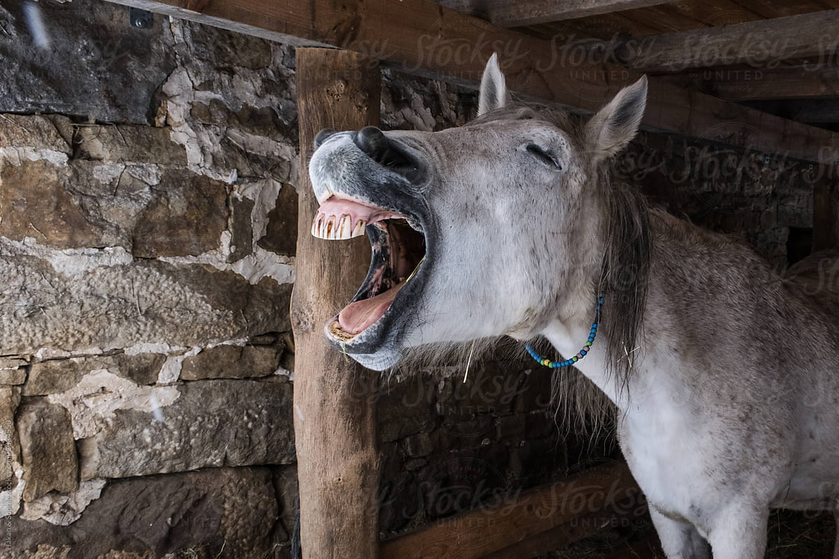 horse laughing in barn.