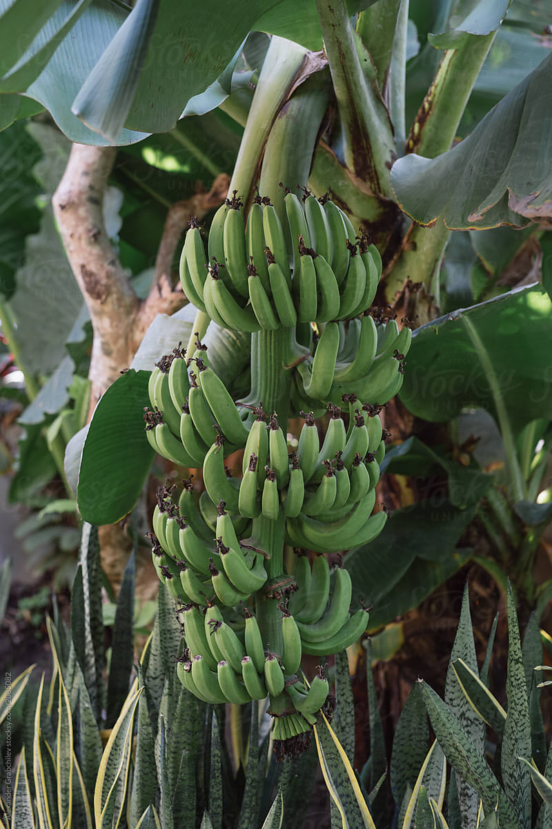 Growing Green Bananas