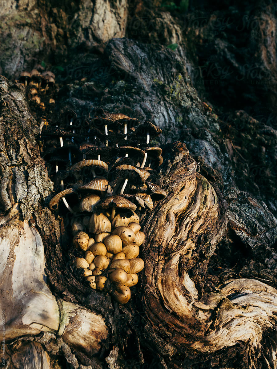 Mushrooms on old tree