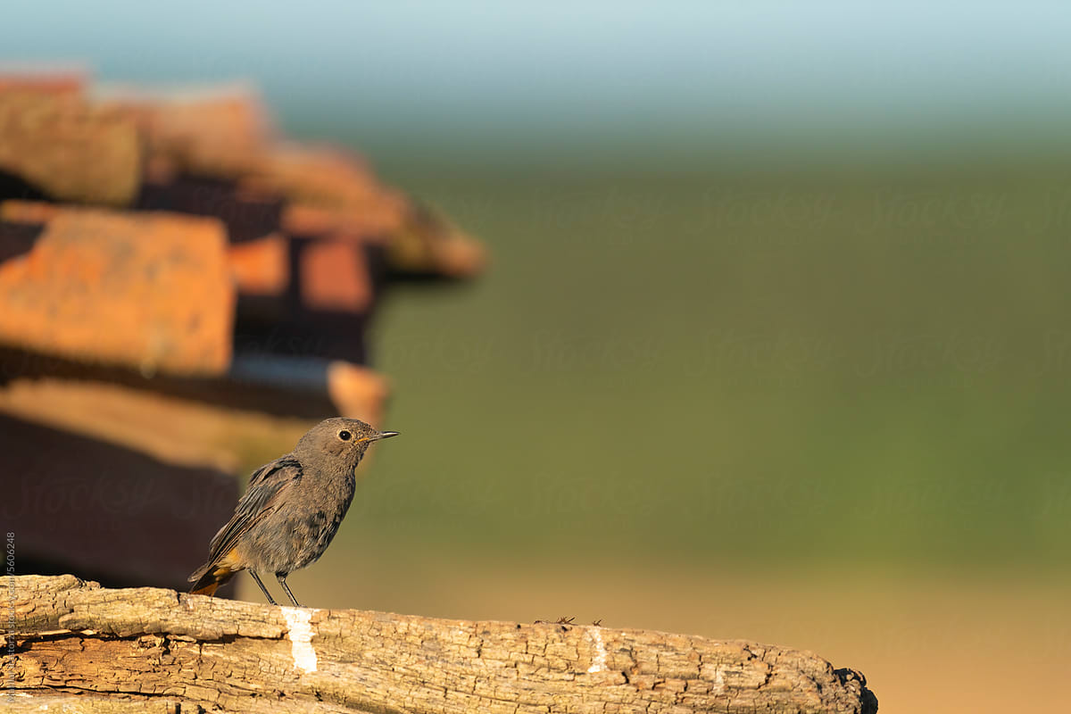 Black Redstart Perched On A Wooden Beam Of An Old Rural House