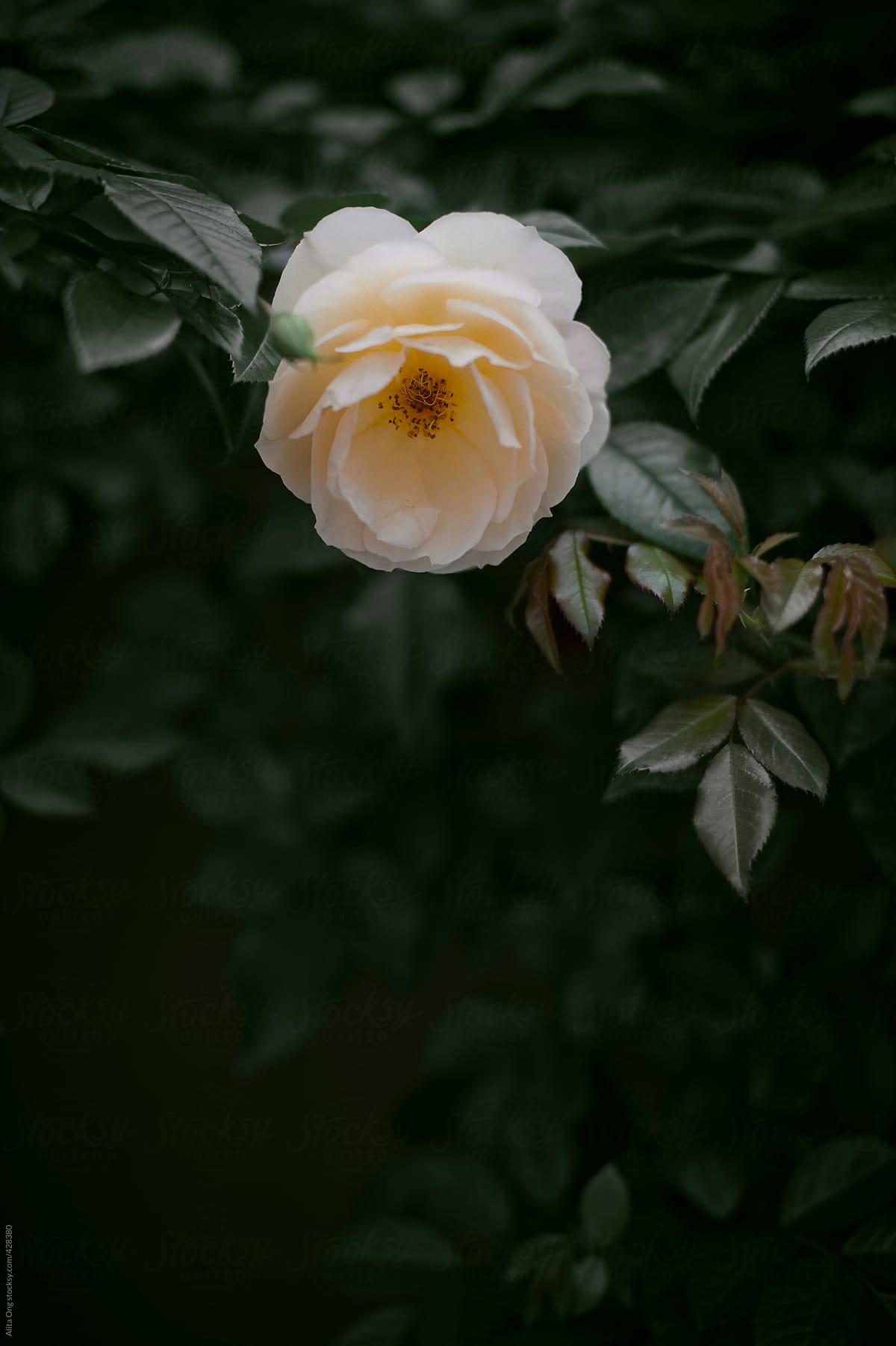 Single rose on dark background