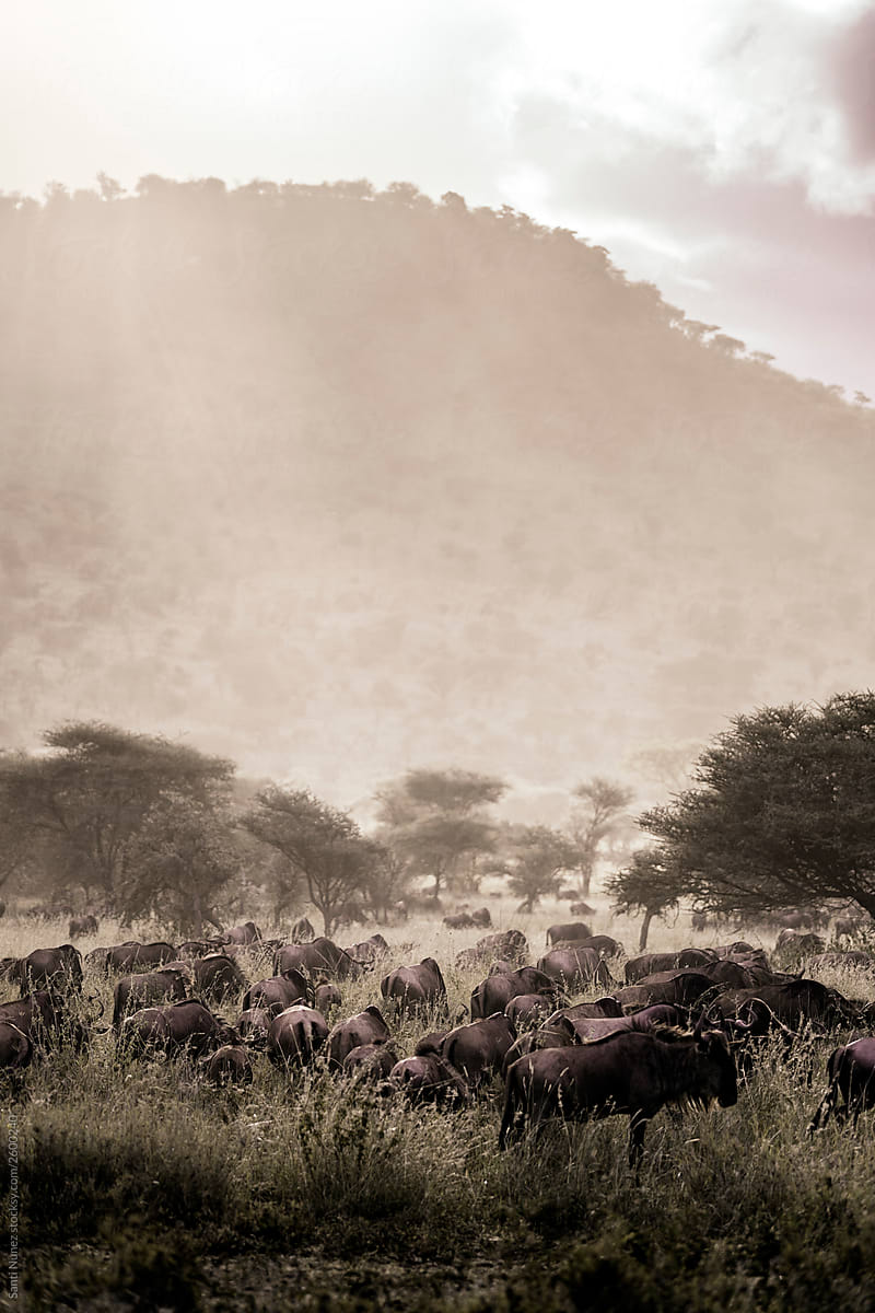 Panorama of wildebeest in great migration in Serengeti National Park landscape