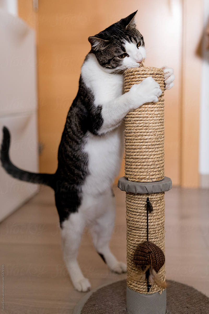 Adult cat using a scratching post