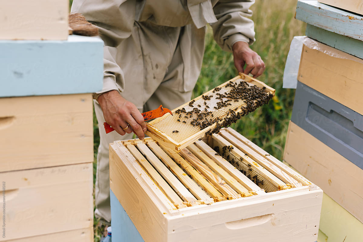 Farmer harvest beehive apiculture